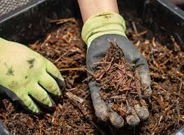Vermicompost and why your organic garden needs it now- Techweu