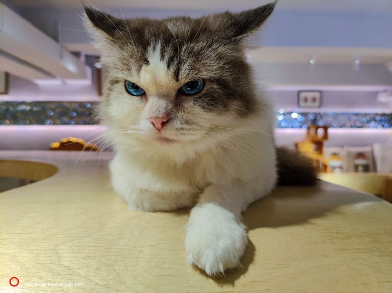 nubia Z40 Pro’s camera sample shared by company exec ahead of launch
-Techweu